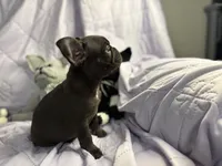 Pup 1, a male French Bulldog for sale in Bardstown, KY – 8 of 8