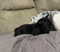Naomi, a female French Bulldog for sale in Bardstown, KY – 1 of 2