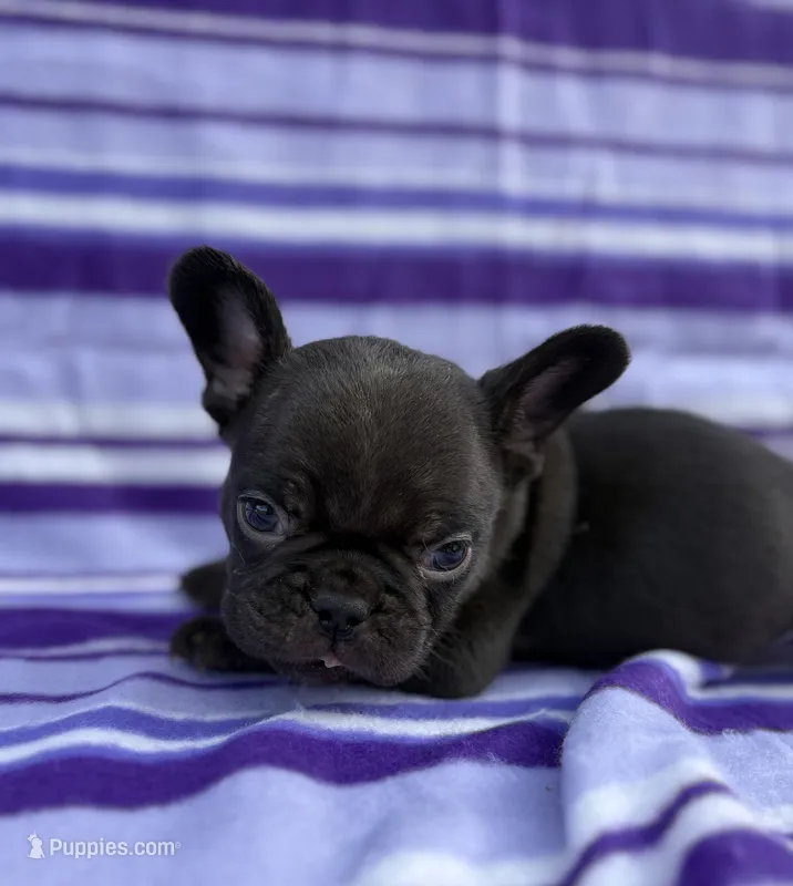 Chance – French Bulldog puppy for sale in Bardstown, KY