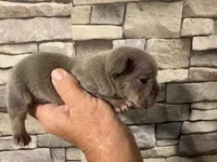 Lilac&Tan, a male French Bulldog for sale in Bardstown, KY – 2 of 3