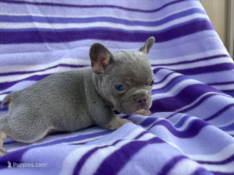 Lilac&Tan – French Bulldog puppy for sale in Bardstown, KY
