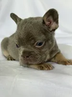 Fiona, a female French Bulldog for sale in Bardstown, KY – 7 of 9