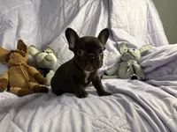Pup 1, a male French Bulldog for sale in Bardstown, KY – 2 of 8