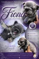 Fiona, a female French Bulldog for sale in Bardstown, KY – 1 of 1
