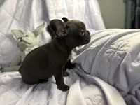 Pup 1, a male French Bulldog for sale in Bardstown, KY – 6 of 8