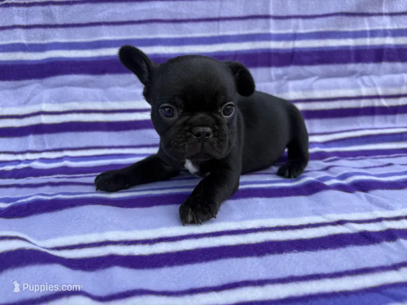 Naomi – French Bulldog puppy for sale in Bardstown, KY