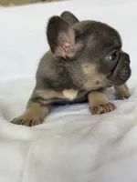 Fiona, a female French Bulldog for sale in Bardstown, KY – 4 of 9