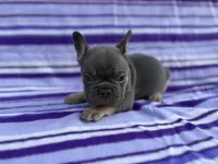 Stetson, a male French Bulldog for sale in Bardstown, KY – 5 of 7