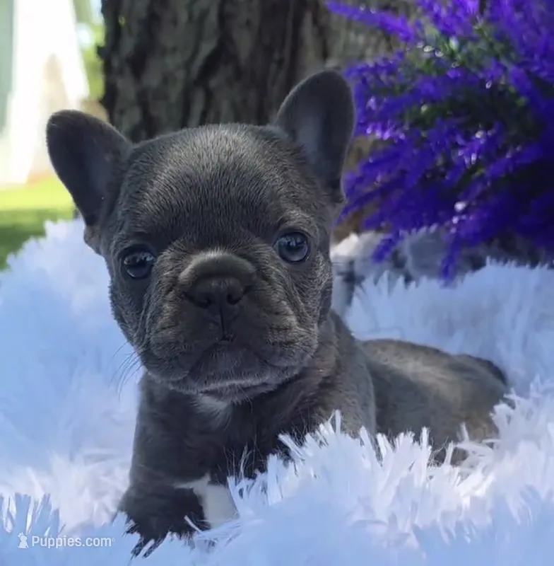 Olivia – French Bulldog puppy for sale in Bardstown, KY