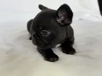 Naomi, a female French Bulldog for sale in Bardstown, KY – 7 of 7
