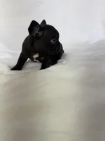 Naomi, a female French Bulldog for sale in Bardstown, KY – 3 of 7
