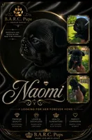 Naomi, a female French Bulldog for sale in Bardstown, KY – 2 of 7