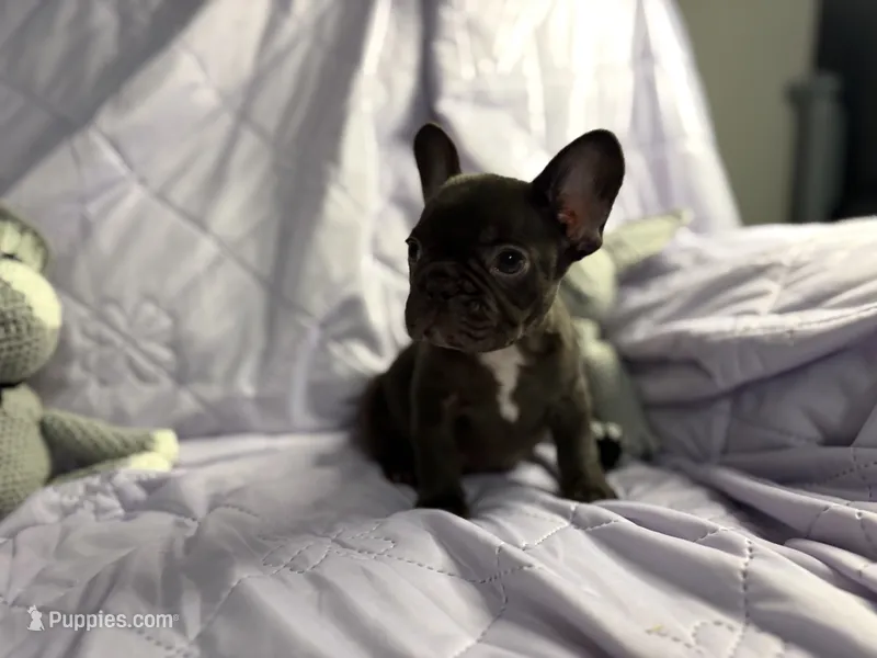 Pup 2 – French Bulldog puppy for sale in Bardstown, KY