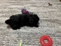 Zena, a female Shih Tzu for sale in Bardstown, KY – 3 of 3