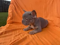 Stetson, a male French Bulldog for sale in Bardstown, KY – 7 of 7