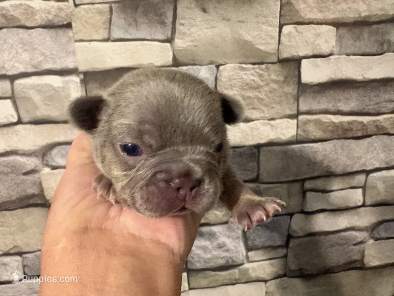 Lilac&Tan – French Bulldog puppy for sale in Bardstown, KY