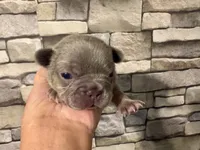 Lilac&Tan, a male French Bulldog for sale in Bardstown, KY – 1 of 3