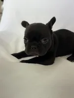 Naomi, a female French Bulldog for sale in Bardstown, KY – 5 of 7