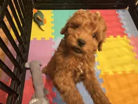 Thomas, a male Miniature Goldendoodle for sale in Brighton, MO – Photo 1 of 9