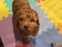 Thomas, a male Miniature Goldendoodle for sale in Brighton, MO – Photo 3 of 9