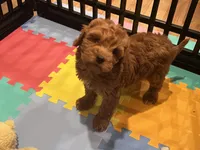Thomas, a male Miniature Goldendoodle for sale in Brighton, MO – Photo 8 of 9