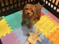 Thomas, a male Miniature Goldendoodle for sale in Brighton, MO – Photo 9 of 9