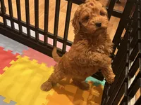 Thomas, a male Miniature Goldendoodle for sale in Brighton, MO – Photo 7 of 9