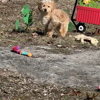 Daisy, a female Miniature Goldendoodle for sale in Brighton, MO – Photo 1 of 3
