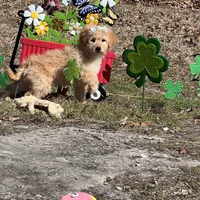 Daisy, a female Miniature Goldendoodle for sale in Brighton, MO – Photo 2 of 3