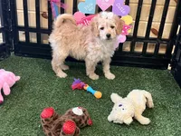 Daisy, a female Miniature Goldendoodle for sale in Brighton, MO – Photo 4 of 4