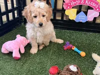 Daisy, a female Miniature Goldendoodle for sale in Brighton, MO – Photo 3 of 4