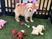 Daisy, a female Miniature Goldendoodle for sale in Brighton, MO – Photo 2 of 4