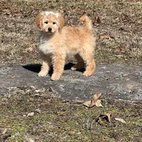 Daisy, a female Miniature Goldendoodle for sale in Brighton, MO – Photo 3 of 3
