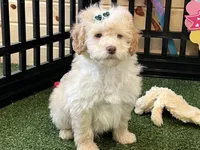 Mick, a male Miniature Goldendoodle for sale in Brighton, MO – Photo 3 of 5