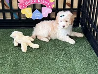 Mick, a male Miniature Goldendoodle for sale in Brighton, MO – Photo 2 of 5