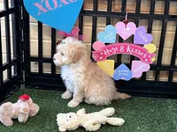 Mick, a male Miniature Goldendoodle for sale in Brighton, MO – Photo 5 of 5