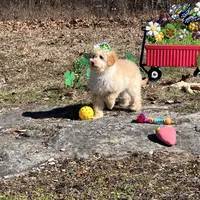 Rosie Joy , a female Goldendoodle for sale in Brighton, MO – Photo 3 of 3