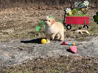 Rosie Joy , a female Goldendoodle for sale in Brighton, MO – Photo 3 of 3