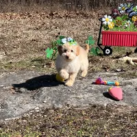 Rosie Joy , a female Goldendoodle for sale in Brighton, MO – Photo 1 of 3