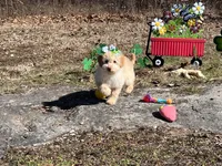 Rosie Joy , a female Goldendoodle for sale in Brighton, MO – Photo 1 of 3