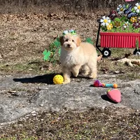 Rosie Joy , a female Goldendoodle for sale in Brighton, MO – Photo 2 of 3