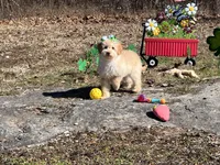 Rosie Joy , a female Goldendoodle for sale in Brighton, MO – Photo 2 of 3