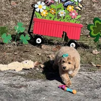 Jenna, a female Miniature Goldendoodle for sale in Brighton, MO – Photo 4 of 6