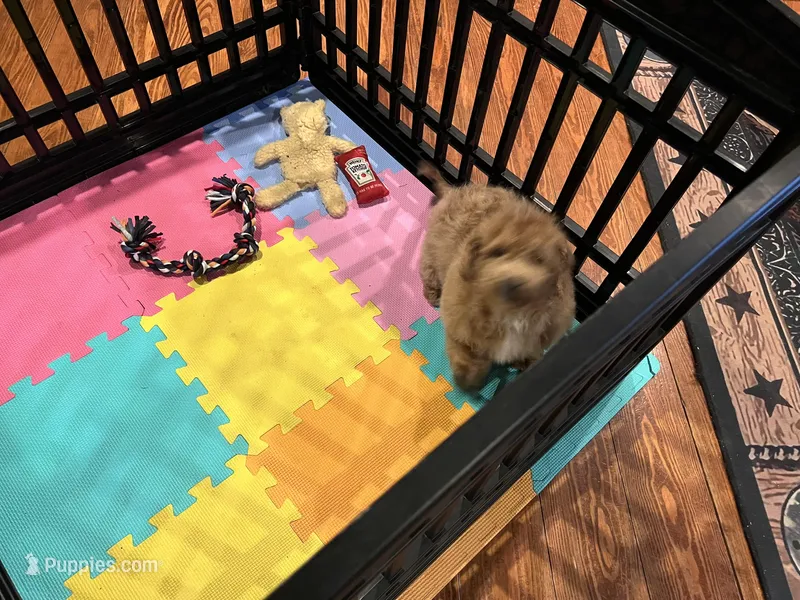 Jenna – Miniature Goldendoodle puppy for sale in Brighton, MO