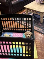 Jenna, a female Miniature Goldendoodle for sale in Brighton, MO – Photo 3 of 6