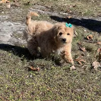 Jenna, a female Miniature Goldendoodle for sale in Brighton, MO – Photo 6 of 6