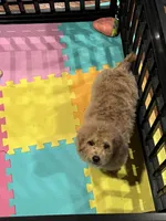 Jenna, a female Miniature Goldendoodle for sale in Brighton, MO – Photo 5 of 6