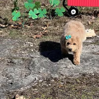 Jenna, a female Miniature Goldendoodle for sale in Brighton, MO – Photo 2 of 6