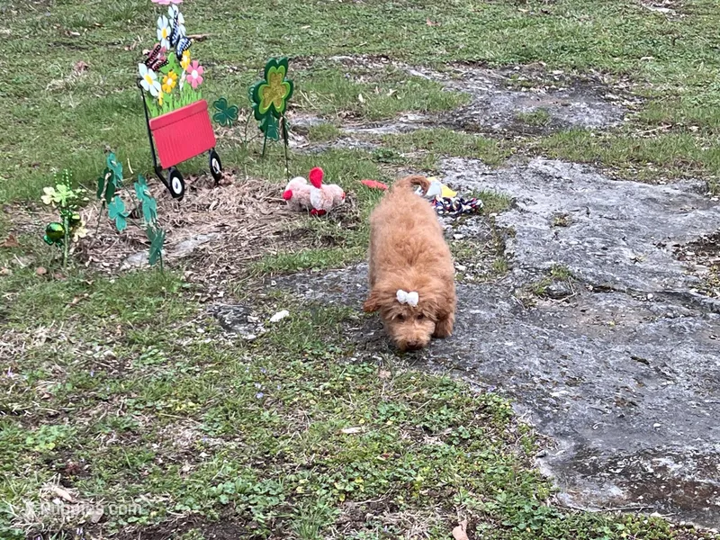 Little Betty – Miniature Goldendoodle puppy for sale in Brighton, MO