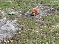Little Betty, a female Miniature Goldendoodle for sale in Brighton, MO – Photo 3 of 3